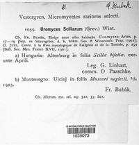 Uromyces muscari image